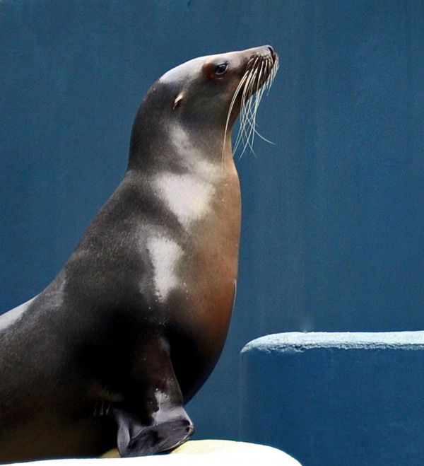 Sea Lion King